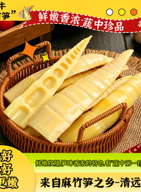 英德西牛原生态绿色食品现挖新鲜笋尖袋装水煮免手剥火锅食材脆鲜