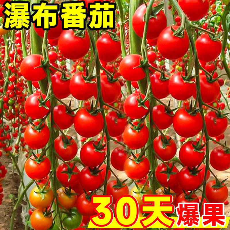瀑布小番茄种子圣女果红樱桃小西红柿种子四季盆栽蔬菜种籽番茄孑,鲜花速递/花卉仿真/绿植园艺,家庭园艺种子,淘宝优惠券,粉丝福利购,淘宝优惠卷