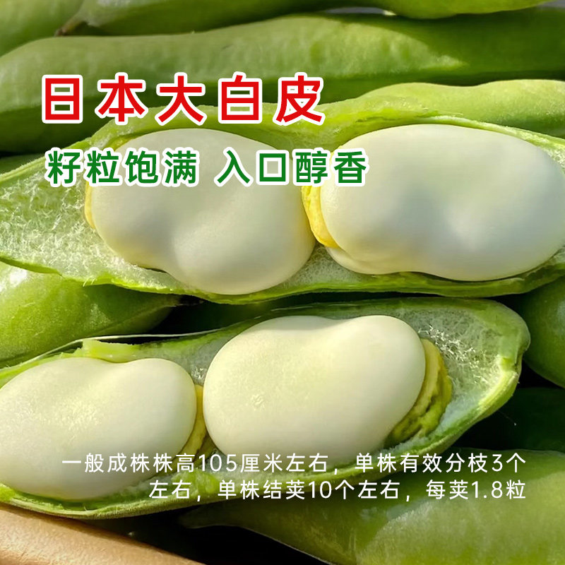 日本大白皮蚕豆种子高产耐寒抗病春秋播种优质胡豆种籽农家蔬菜种