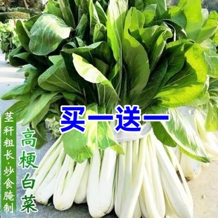 绿领高梗白小白菜种子腌制酸菜籽秋冬高梗青菜种子箭杆白咸菜蔬菜