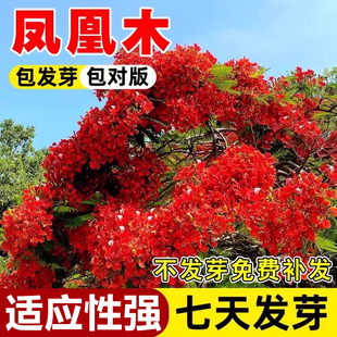 凤凰木树种子树种籽林木种籽四季多年生景观绿化工程观叶种籽孑