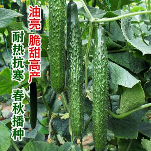 鲁赢津春4号黄瓜种子耐热耐寒密刺青瓜早春四季蔬菜种籽高产抗病