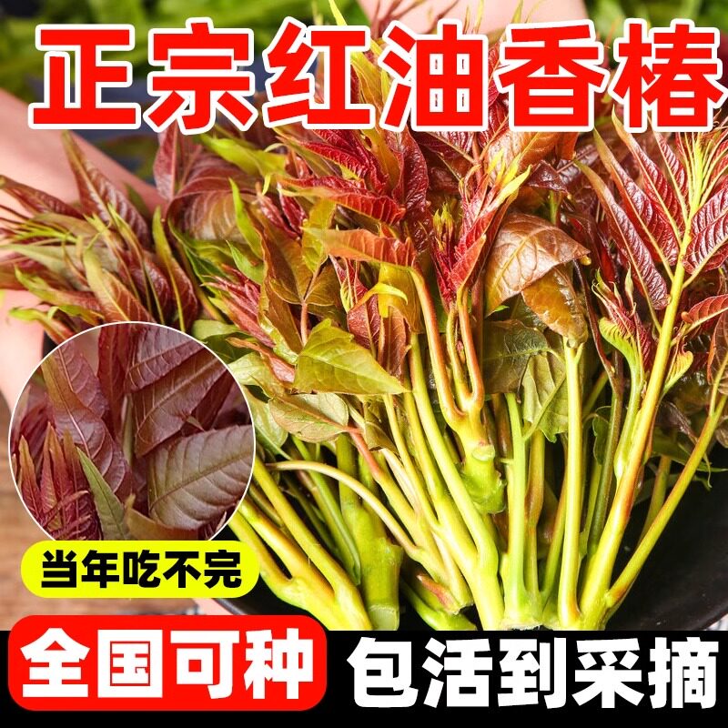 速生香椿种子孑红油香椿芽菜当年家庭园艺种子