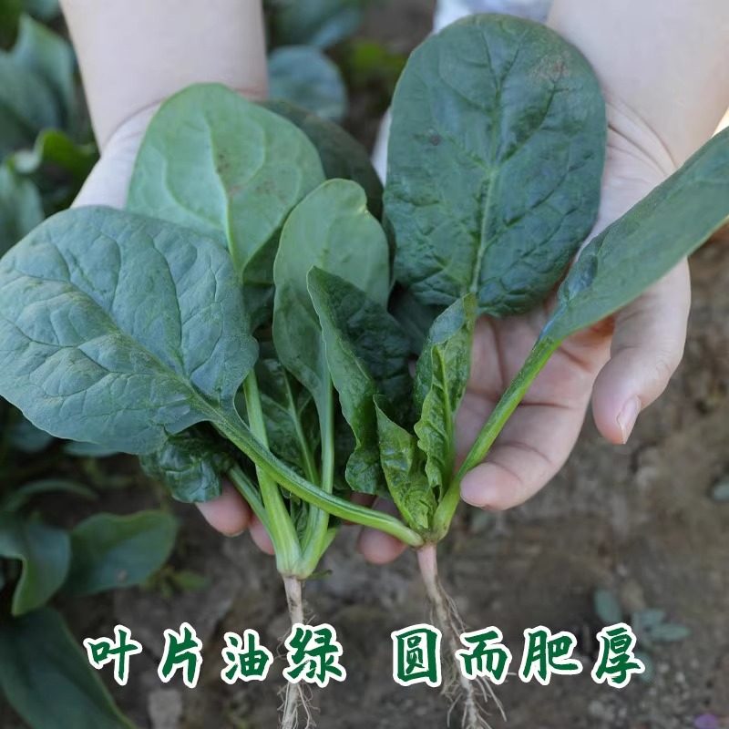 四季农家圆叶菠菜种子农田菜园家庭园艺蔬菜种子大叶菠菜种子阳台,鲜花速递/花卉仿真/绿植园艺,家庭园艺种子,淘宝优惠券,粉丝福利购,淘宝优惠卷