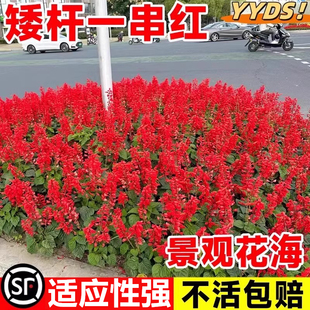一串红种子矮串红花鼠尾草种子炮仗花道路园林景观盆栽花卉种子籽