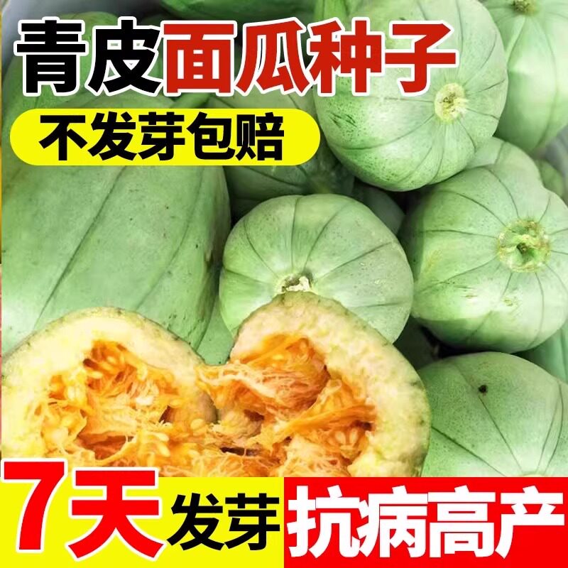 农家传统青皮面瓜老品种土籽生吃甜瓜香瓜土种子新鲜甜瓜种子