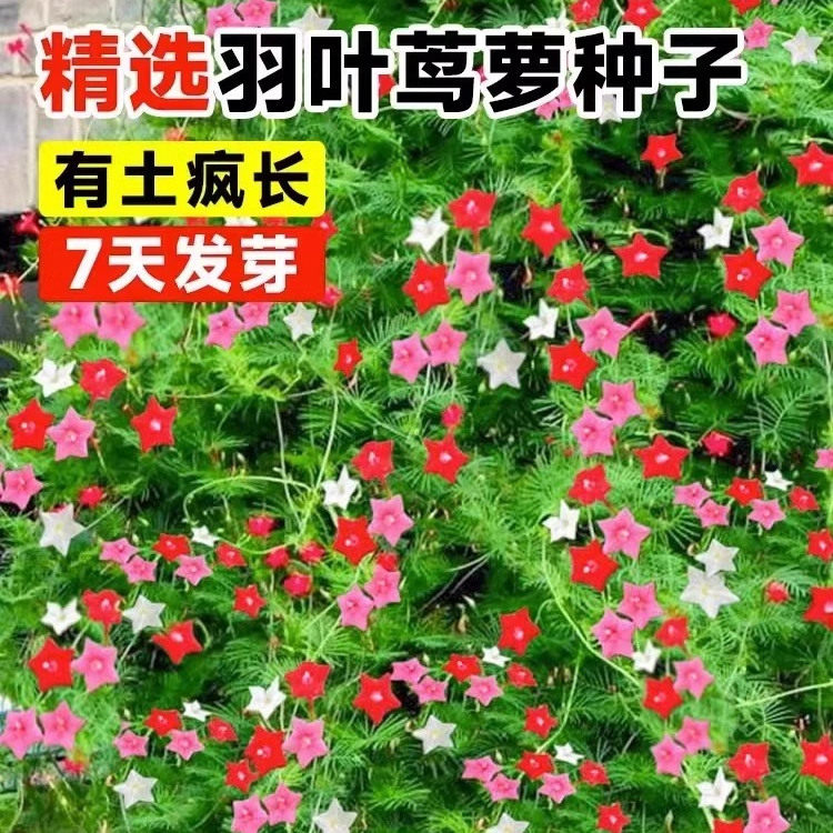 羽叶茑萝花种子庭院爬藤植物五角星花爬墙花盆栽阳台四季