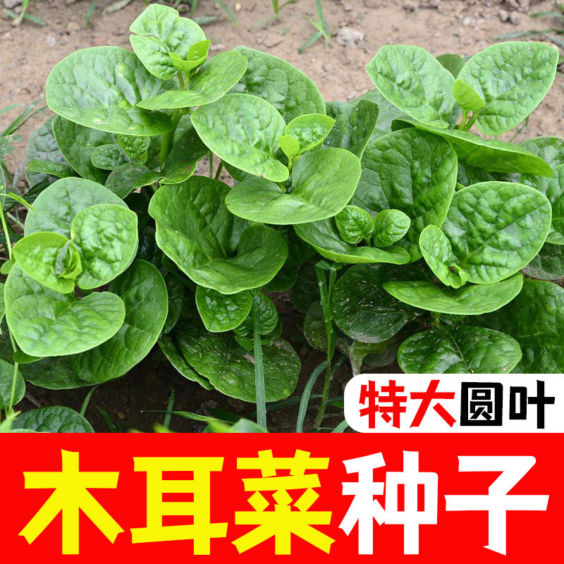 圆叶木耳菜种子高钙肉厚大叶圆形耳机菜四季种植大田盆栽蔬菜种籽