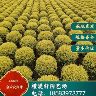常青耐寒圆球 金禾女贞球绿化工程精品灌木球球型形四季