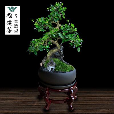 福建茶盆景茶桌绿植办公室花卉桌面植物室内茶树悬崖造型盆栽摆件