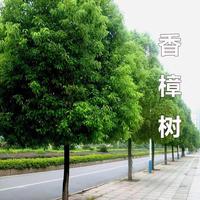 香樟樹苗大樹綠植驅(qū)蚊防蟲四季常青南北方耐寒大型工程綠化景觀樹