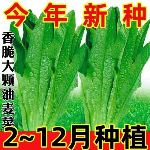 油麦菜种子大叶耐热四季农家阳台盆栽油麦苦菜大颗青菜蔬菜种籽S