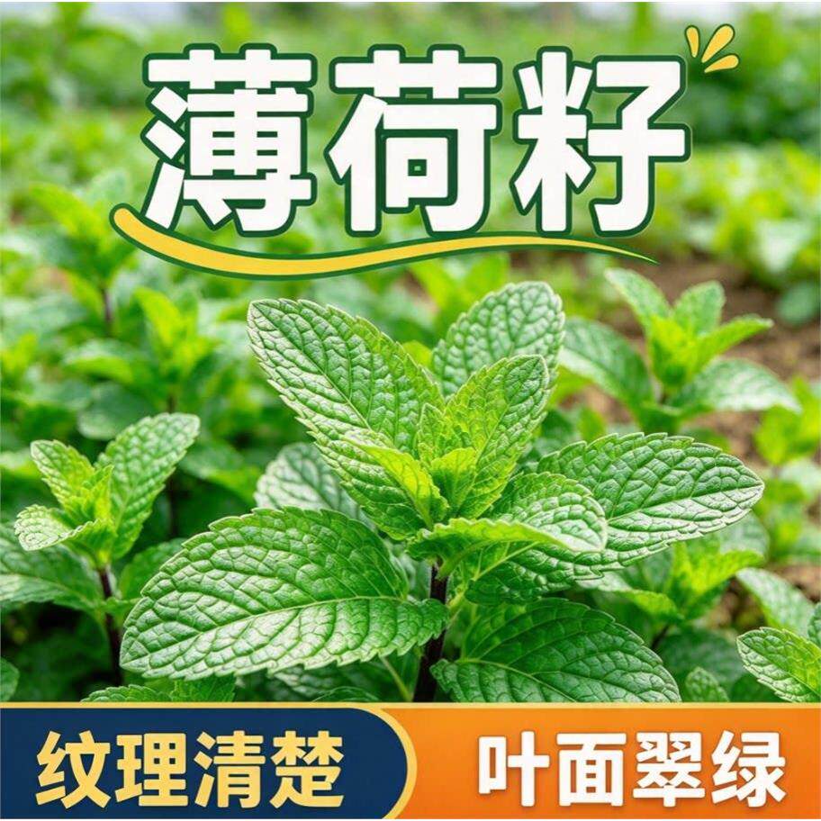 薄荷菜籽芳香香草种籽庭院露地播种家庭阳台盆栽观赏食用植物种子