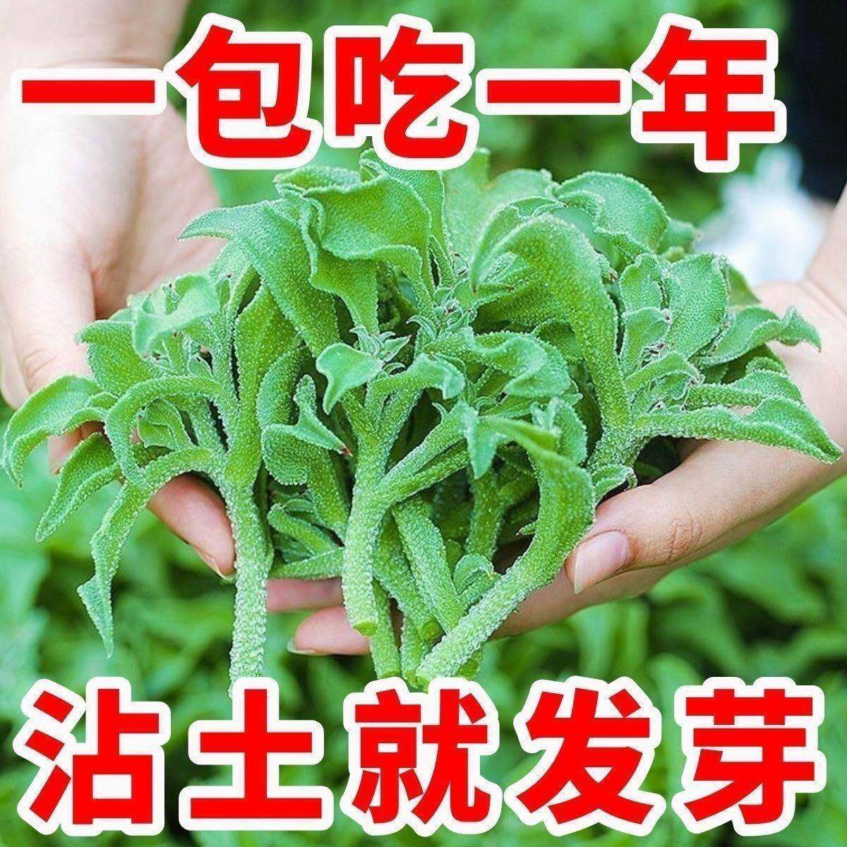 正品冰菜新鲜冰晶菜南方蔬菜四季长寿菜营养高钙冻不死沙拉菜