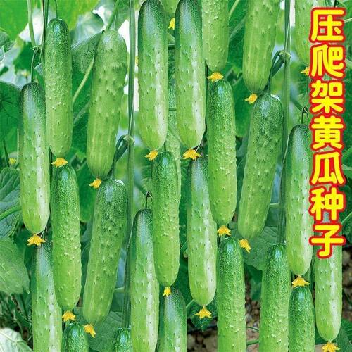 水果黄瓜种子脆甜东北旱黄瓜高产生吃春秋四季农家黄瓜种子大全