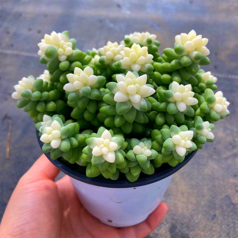 彩虹新玉缀锦 彩色玉坠多肉植物稀少品种多株苗盆栽净化空气