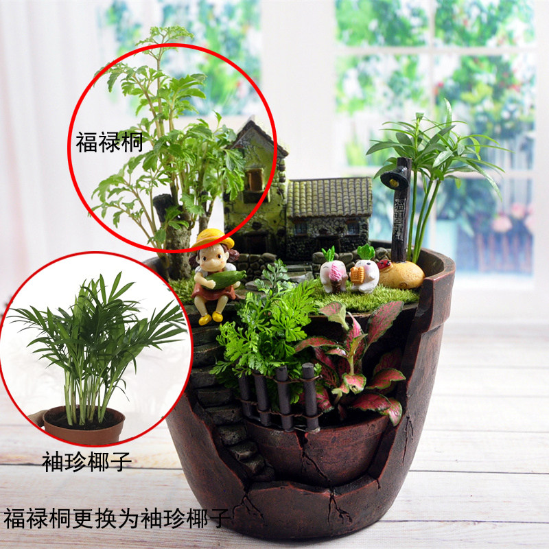 创意苔藓微景观盆栽室内diy植物办公室桌面生日礼物绿植好养活