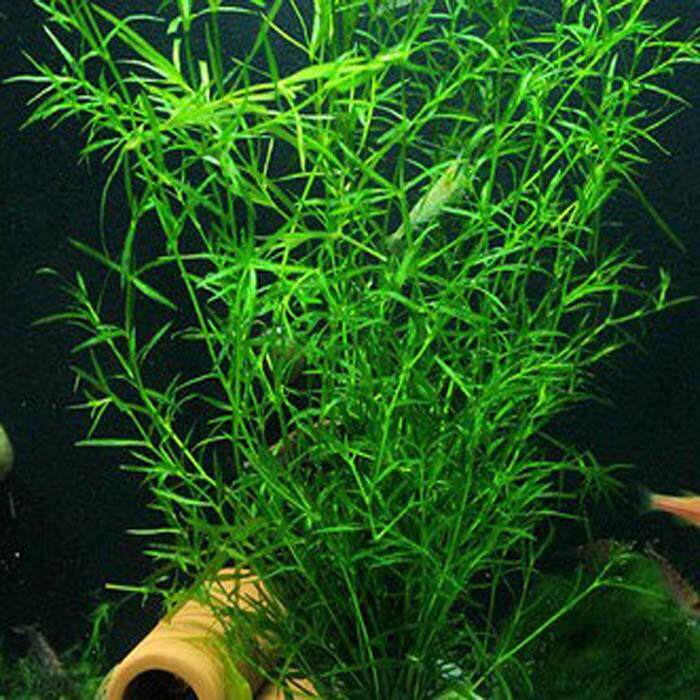 水培植物可养鱼印度小竹节草水草蜈蚣草金鱼草鱼缸造景虾缸草缸阴