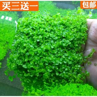 速成懒人造景活体水草爬地矮珍珠大珍珠网片鱼缸装饰前景草坪包邮
