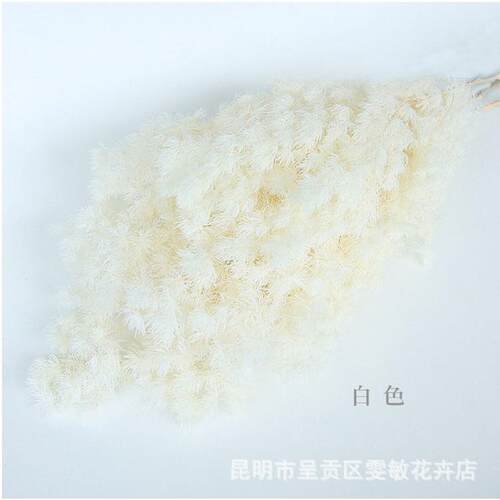 永生蓬莱松大玻束云南PLS生花永保礼鲜花永生花DIY盒璃罩材料