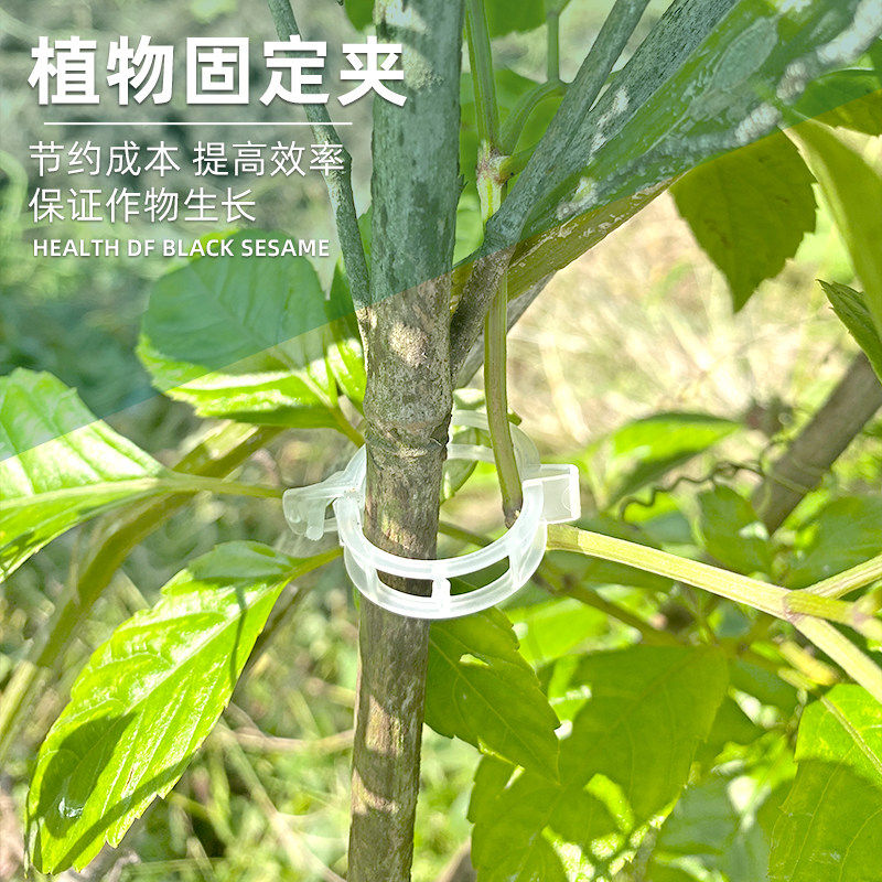 绿植果树植物固定夹卡扣图片