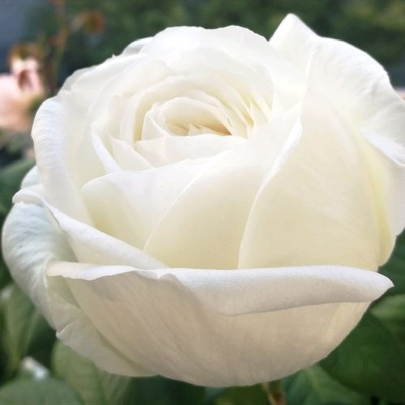 天鹅古董月季花大苗盆栽白色大花四季玫瑰阳台庭院花卉包子状花型