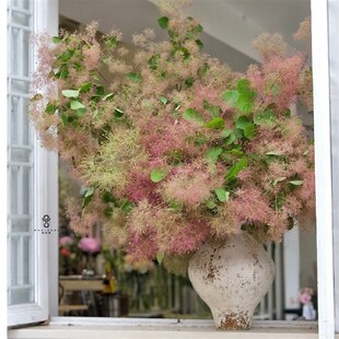 【云花甄选】雾中情人黄栌梦幻春季鲜花可做干花家居软装瓶插水养