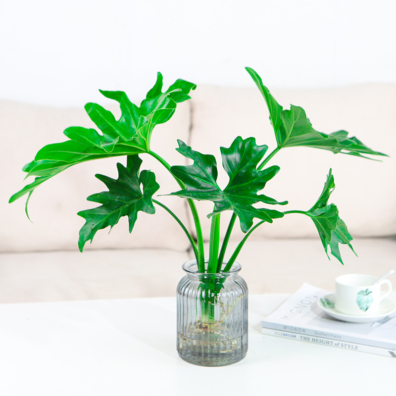 水培植物春羽水养盆栽室内桌面办公室春雨花卉绿植龟背竹四季好养