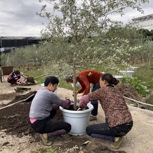 华欧油橄榄树苗大型绿植盆栽室外阳台净化空气欧风庭院别墅真植物