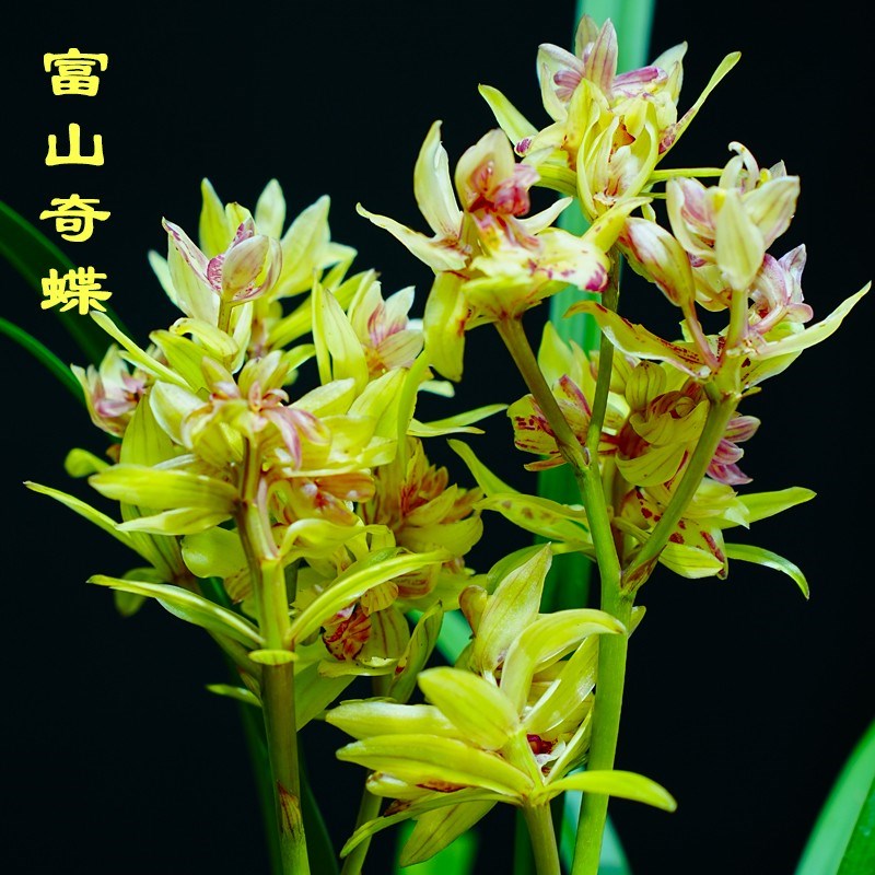 带多花苞水培富山奇蝶兰花苗开花浓香好养活室内客厅懒人绿植花卉