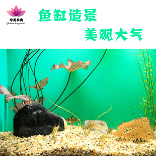 珍美多肉水晶砂花卉盆栽铺面石麦饭石整包丹麦品氏草炭颗粒土包邮