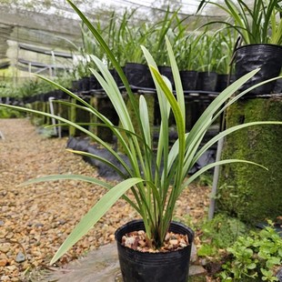 建兰小桃红夏天开花夏季带花苞出售裸根发货老爸的花圃值得信赖