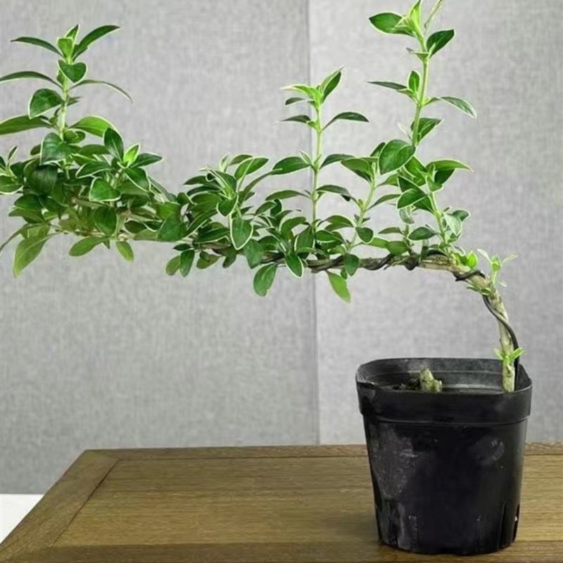 悬崖六月雪金边室内造型开花小盆栽禅意盆景小老桩桌面办公室趣味