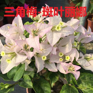 勤花金边斑叶丽娜三角梅爬藤植物盆栽带花盆室内阳台庭院四季花