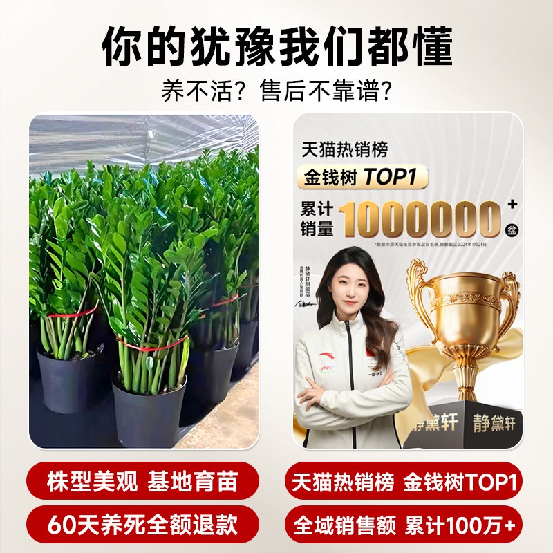 金钱树盆栽客厅大花盆摆件办公室内招财旺宅开业送礼绿植好养植物