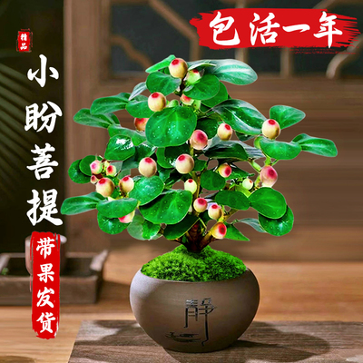 小盼菩提盆栽带果老桩树景