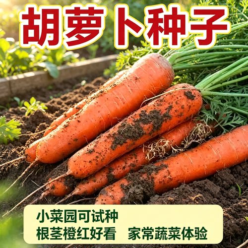胡萝卜种籽夏秋季水果蔬菜萝卜生吃脆甜四季田园红萝卜种子