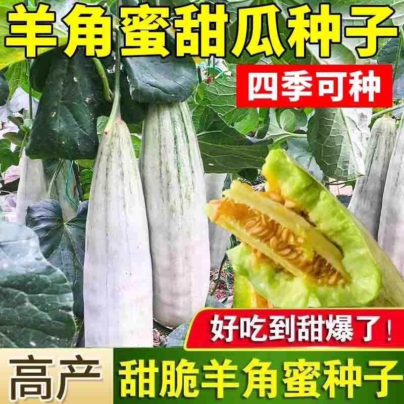 羊角蜜甜瓜种籽羊角酥甜瓜种子西瓜香瓜苗春季四季水果种孑密大全