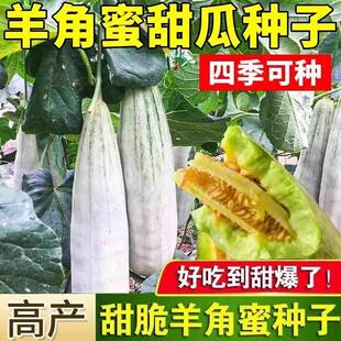羊角蜜甜瓜种籽羊角酥甜瓜种子西瓜香瓜苗春季四季水果种孑密大全