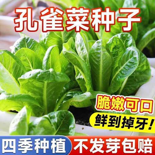 孔雀菜种子生吃脆甜高营