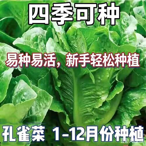 孔雀菜好吃脆甜生长速度