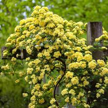 正宗重瓣黄木香花苗爬藤植物庭院别墅花卉多花红蔷薇藤本浓香四季