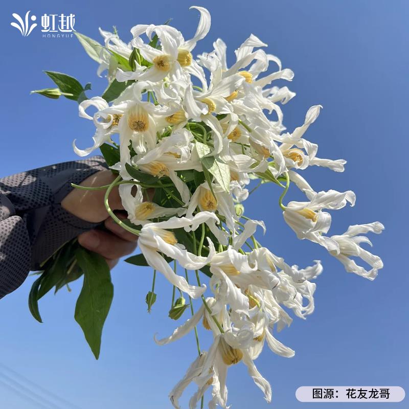 虹越切花型铁线莲小花苗盆栽耐寒庭院花园爬墙藤本多季开花好养