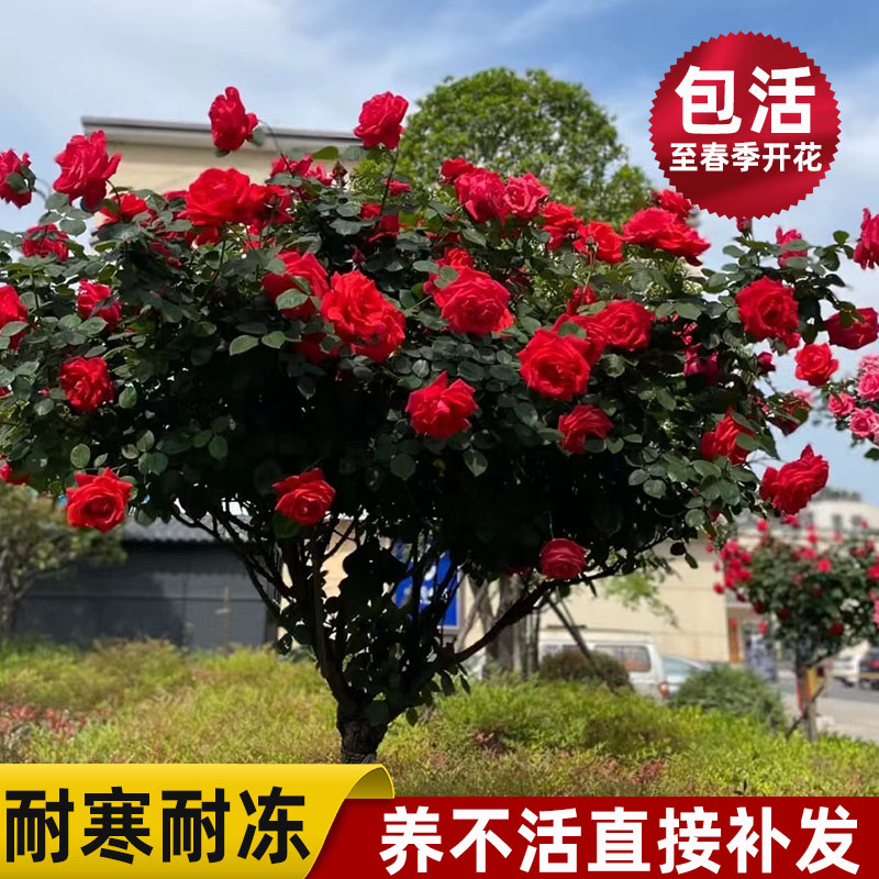 树状月季花苗四季特大浓香阳台花卉盆栽植物嫁接树桩欧月高杆玫瑰