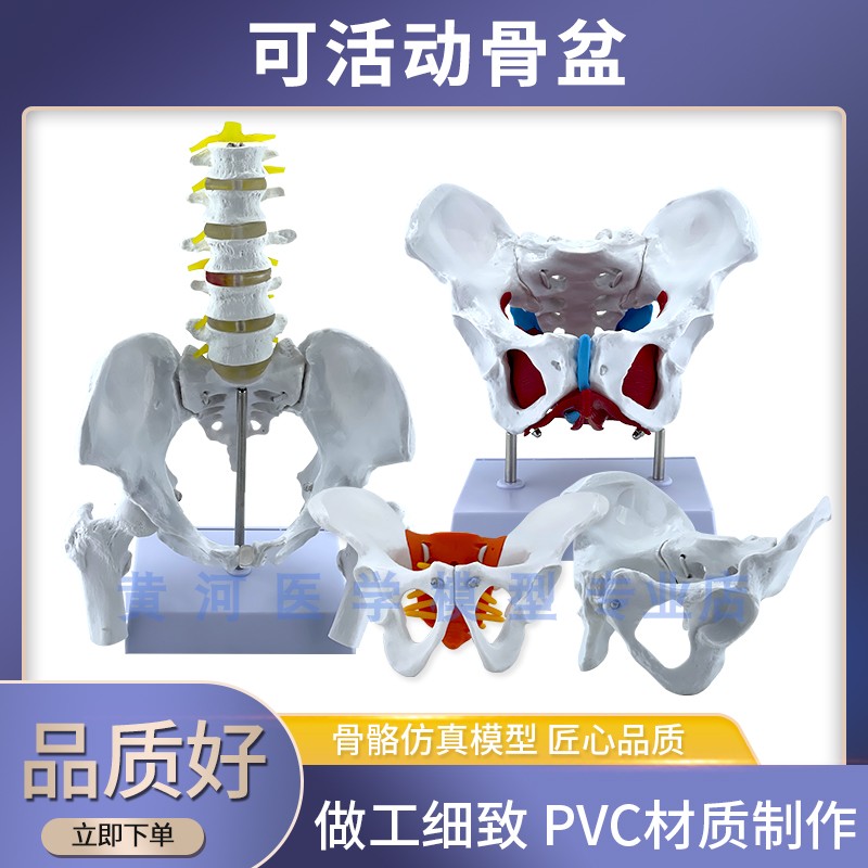 动态教学彷真可活动m女性骨盆及子宫模型盆腔结构膀胱盆底肌肉康