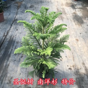 澳州南洋杉盆栽苗常绿室内圣诞树型植物南洋杉树苗室外包邮包活