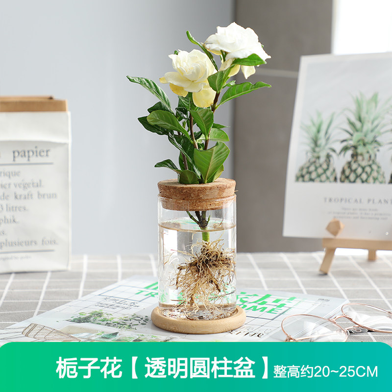 水培植物绿萝文竹九里香多肉花卉盆栽办公室内桌面水养好养小绿植,鲜花速递/花卉仿真/绿植园艺,绿植,淘宝优惠券,粉丝福利购,淘宝优惠卷