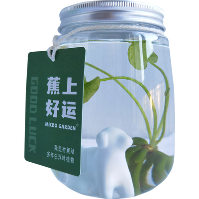 懒人水草桌面植物香蕉草生态瓶微景观水生小宠物网红盆栽趣味礼物