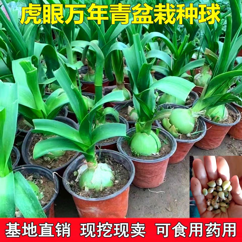 可食用药用虎眼万年青盆栽种球海葱大苗叶子玻璃球花卉室内植物花