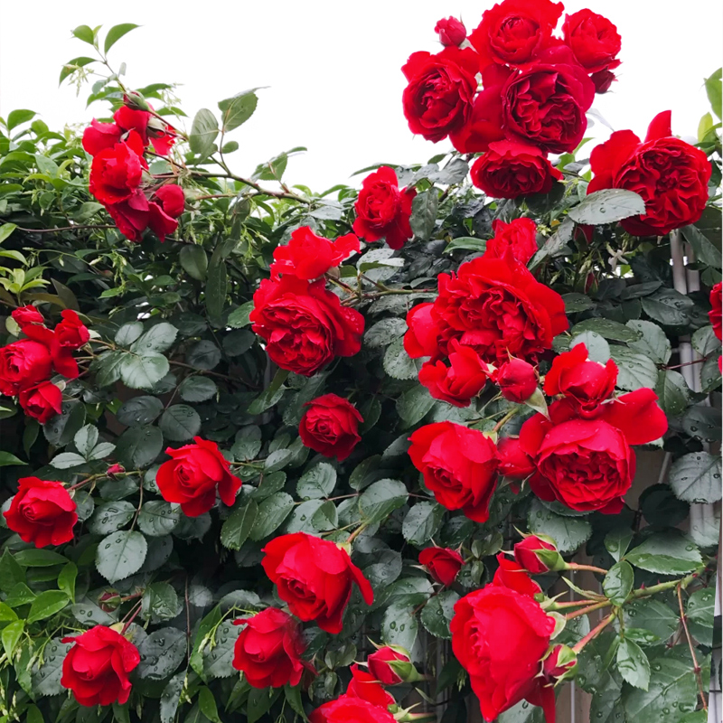 佛罗伦蒂娜藤本月季花大苗庭院阳台盆栽大花浓香佛罗伦萨大花型朵